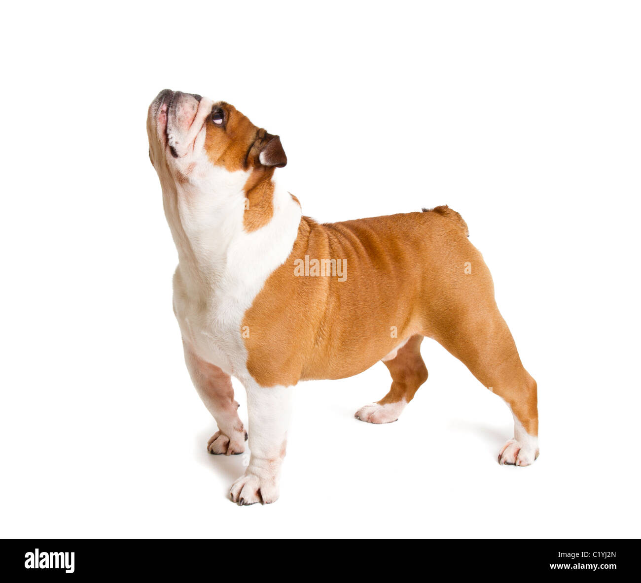 British Bulldog cut-out studio shot Foto Stock