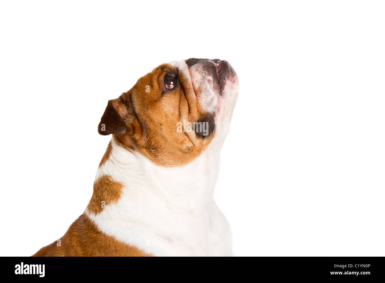 British Bulldog cut-out studio shot Foto Stock