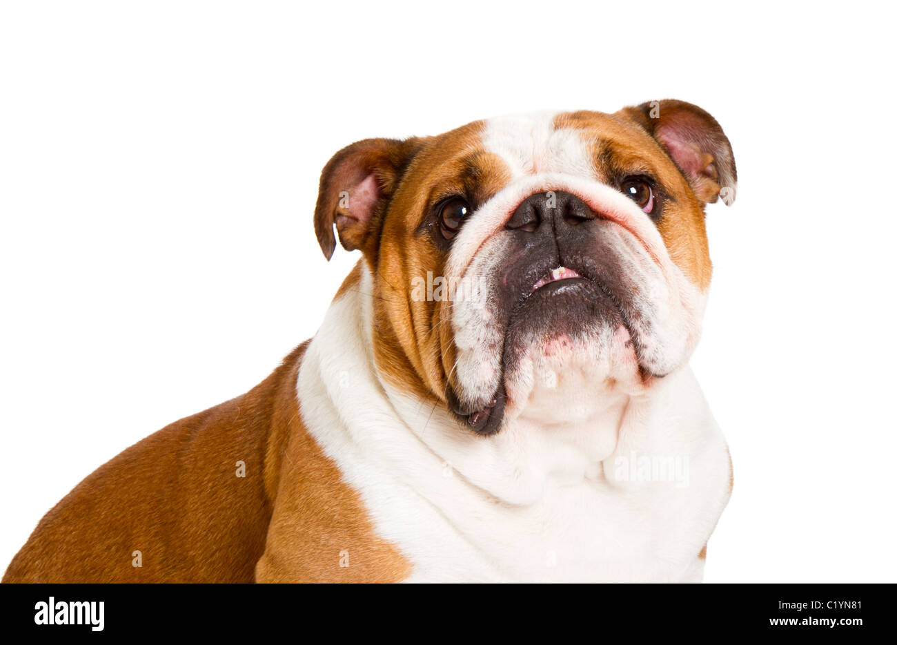 British Bulldog cut-out studio shot Foto Stock