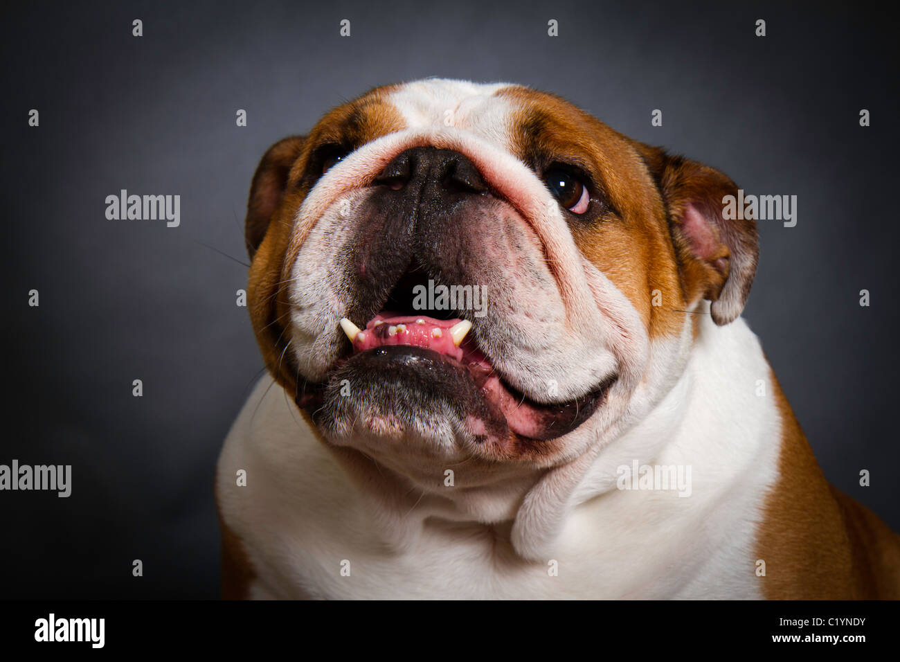 British Bulldog studio shot Foto Stock