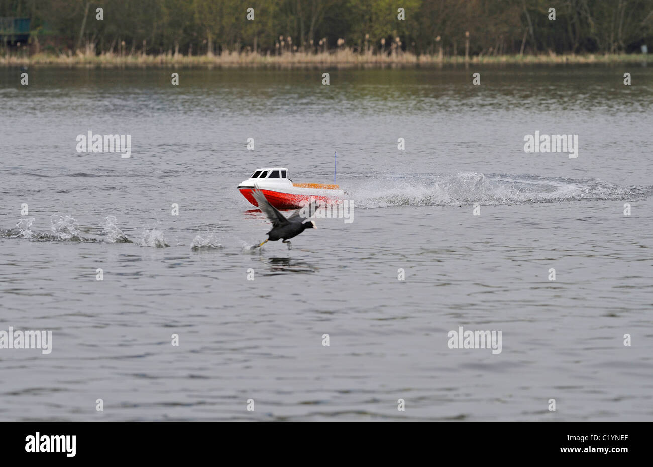 Modello Potenza imbarcazione usata senza la dovuta attenzione su un lago locale e frighting vita selvaggia in questo caso una folaga. Foto Stock