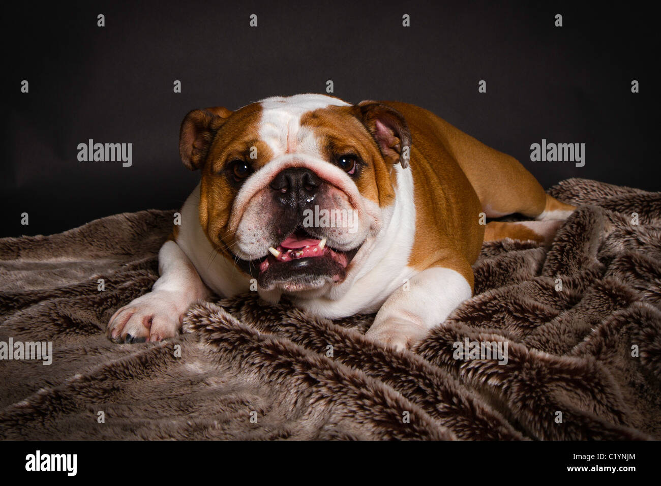 British Bulldog studio shot Foto Stock