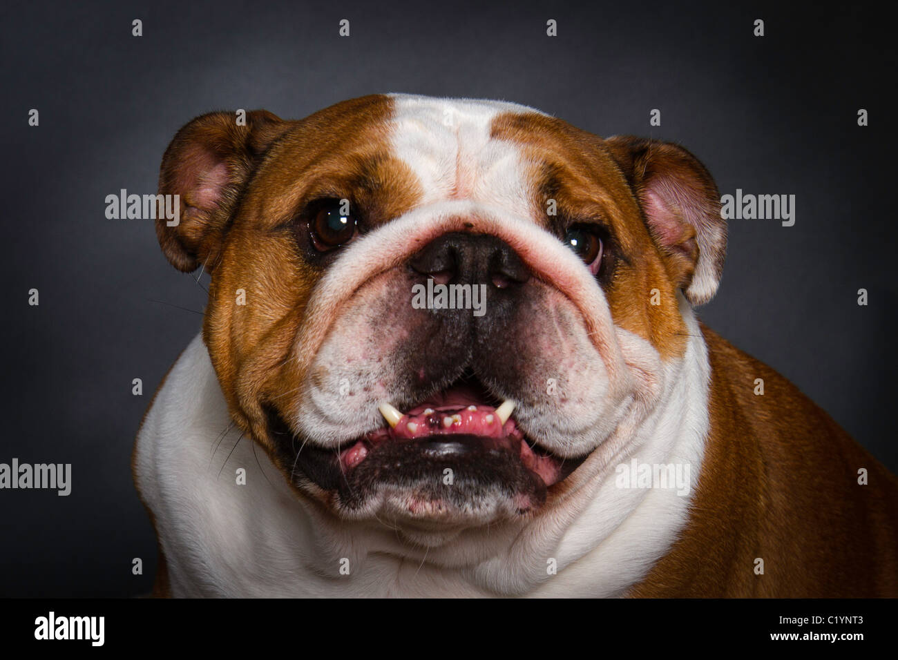 British Bulldog studio shot Foto Stock