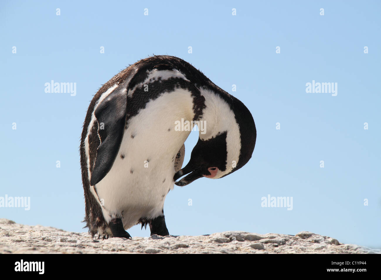 Africano o jackass penguin preening Foto Stock