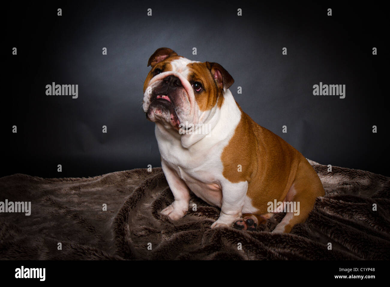 British Bulldog studio shot Foto Stock