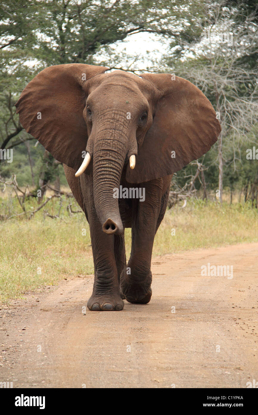 Elefante africano a piedi femmina Foto Stock