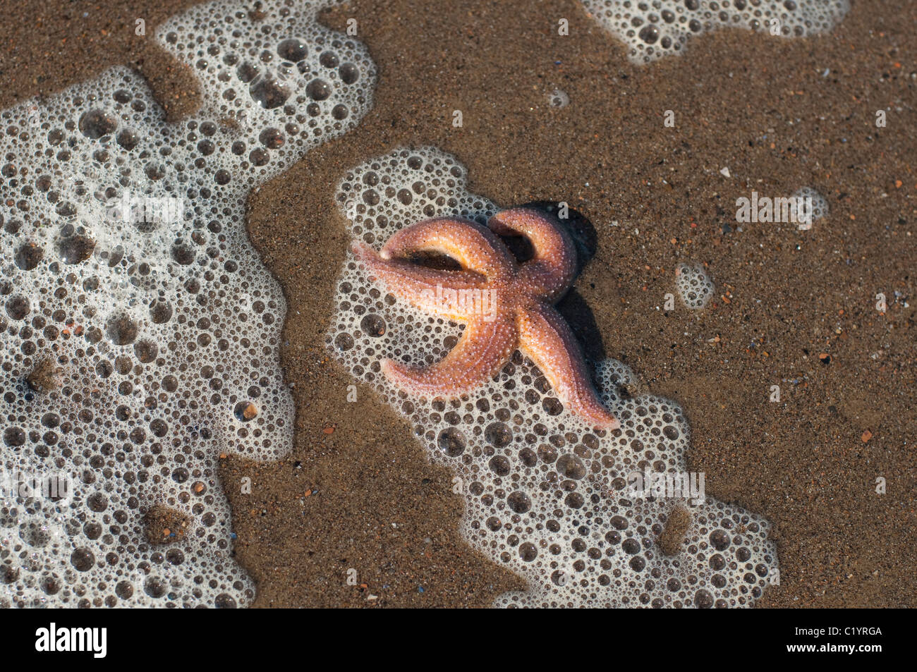 Una stella di mare si è incagliata dalla marea a Whitby, North Yorkshire, Inghilterra. Foto Stock