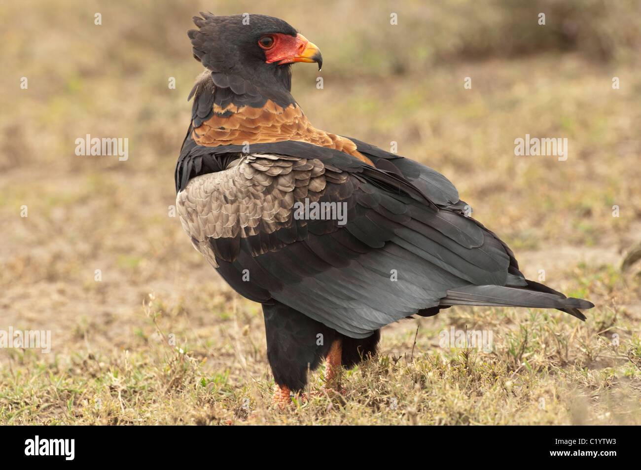 Foto di stock di Bateleur eagle permanente sulla breve pianura erbosa del Serengeti ecosistema. Foto Stock
