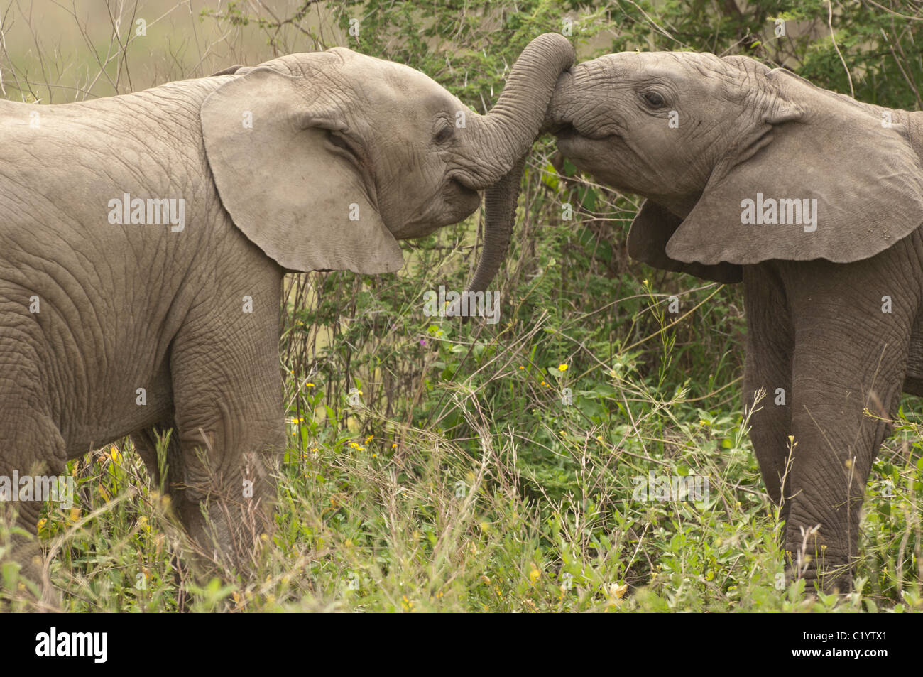 Stock Foto di due baby elefanti giocando con i loro tronchi. Foto Stock