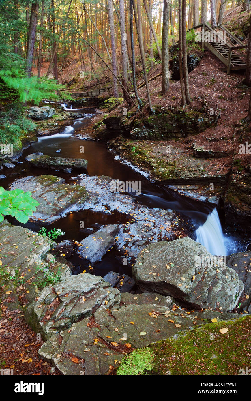 Creek su rocce di alberi con il sentiero nel bosco Foto Stock