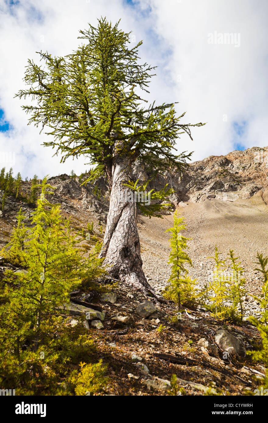 Un wisted larice vicino a un grande ghiaione nel nord le Cascade Mountains, Washington, Stati Uniti d'America. Foto Stock