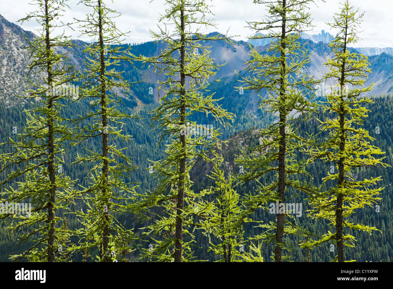 5 larici in una fila. North Cascades, Washington, Stati Uniti d'America Foto Stock