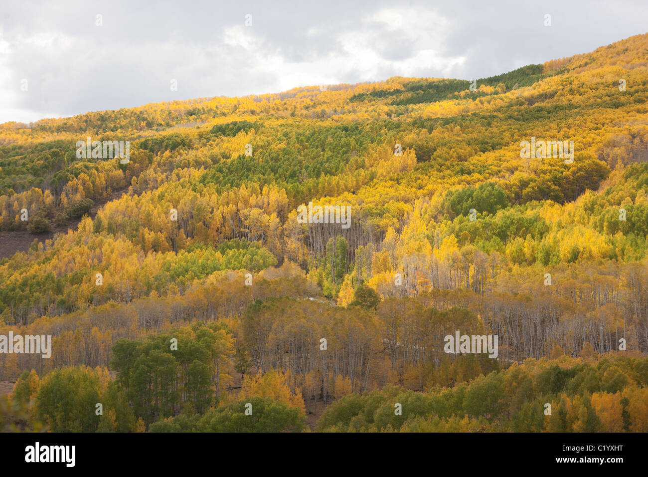 La foresta di Aspen in autunno è vista lungo la Utah Scenic Byway 12, su Boulder Mountain nella contea di Garfield, Utah meridionale, USA. Foto Stock