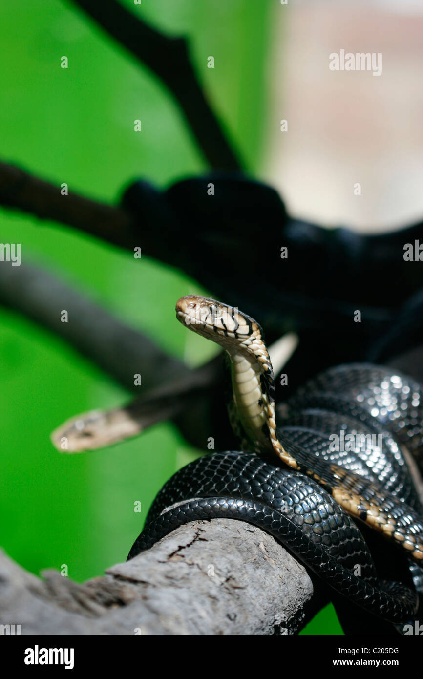 Due forest cobras (Naja melanoleuca) in una struttura ad albero in Uganda Foto Stock