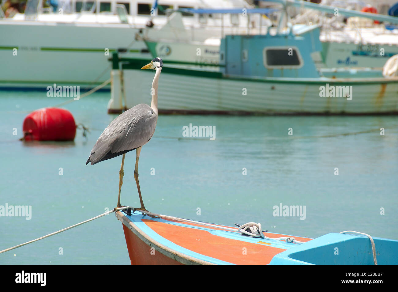 Airone cinerino (Ardea cinerea) è in piedi su una barca e guardando lo yacht, Isola di Mahe, Oceano Indiano, Seicelle Foto Stock