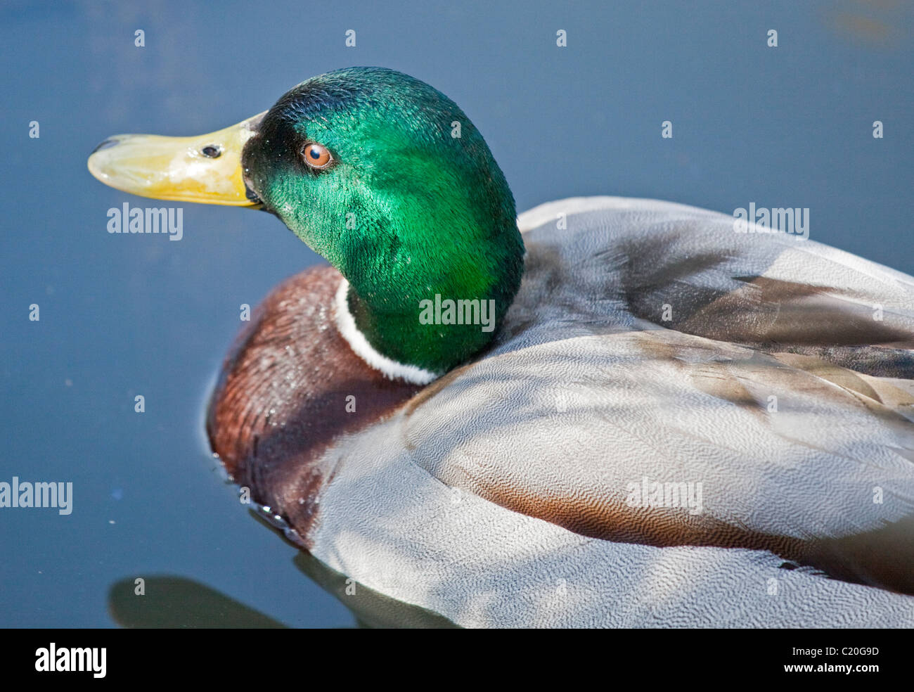 Anatra Mallad Drake (Anas platyrhyncos), Regno Unito Foto Stock