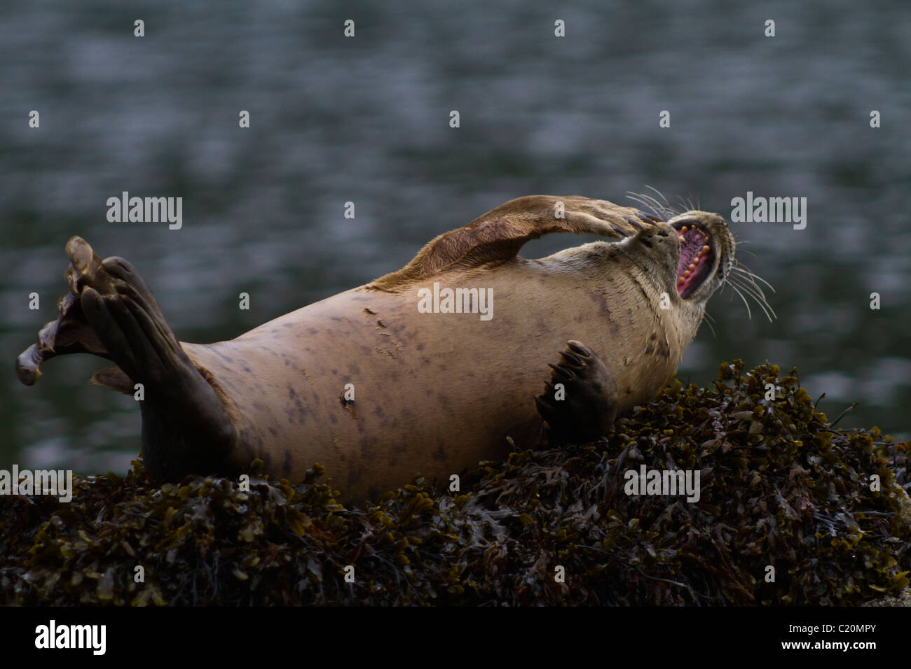 Atlantico guarnizione grigio, Martins Haven, Pembokeshire, West Wales, Regno Unito Foto Stock