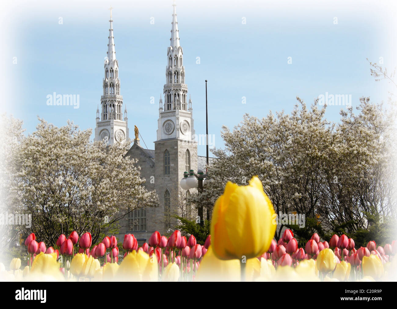 Canadian Tulip Festival e la Cattedrale di Notre Dame in Ottawa, Ontario Canada Foto Stock