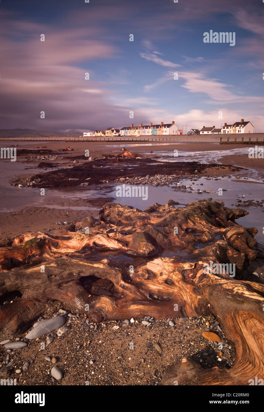 Foresta sommersa, Borth Beach, Ceredigion Foto Stock