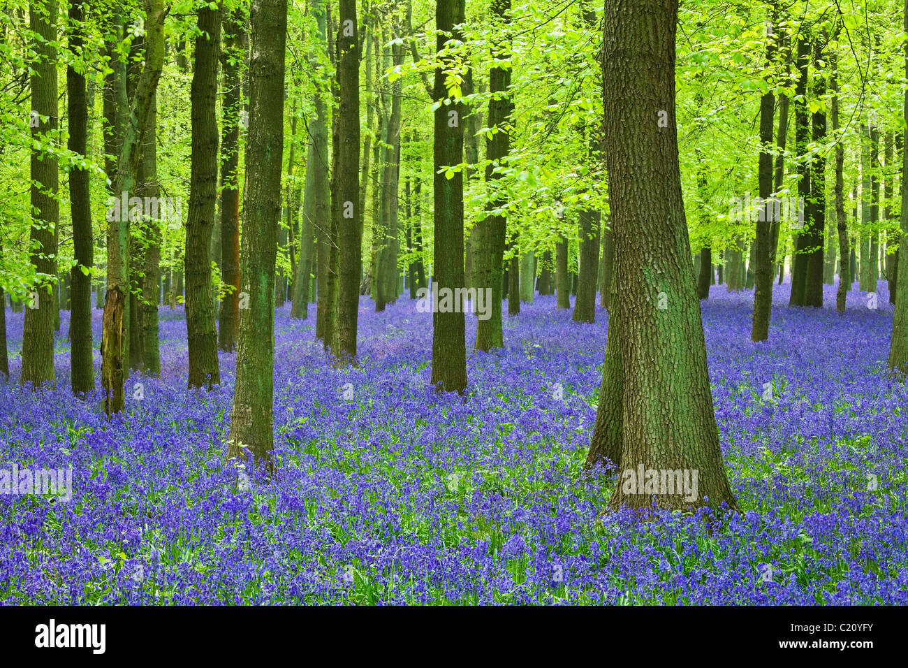 Bluebells(Hyacinthoides non-script) in faggio (Fagus sylvatica) legno, Hertfordshire, Inghilterra, Regno Unito Foto Stock