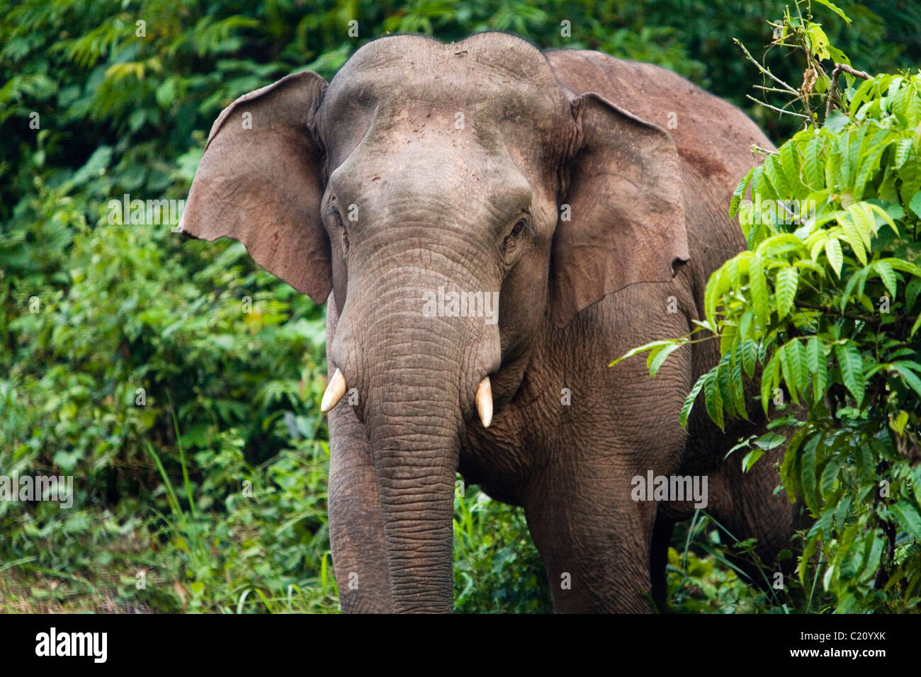 Un elefante selvatico nel Parco Nazionale di Khao Yai. Khao Yai, Nakhon Ratchasima, Thailandia Foto Stock