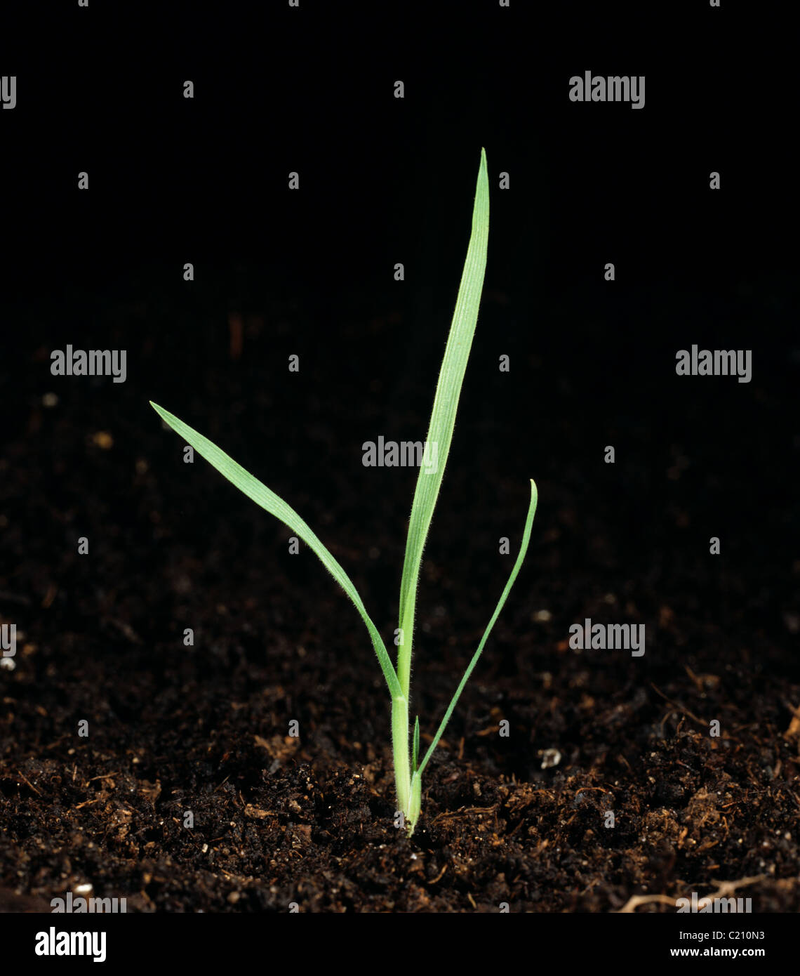 Yorkshire nebbia (Holcus lanatus) piantina erba Foto Stock