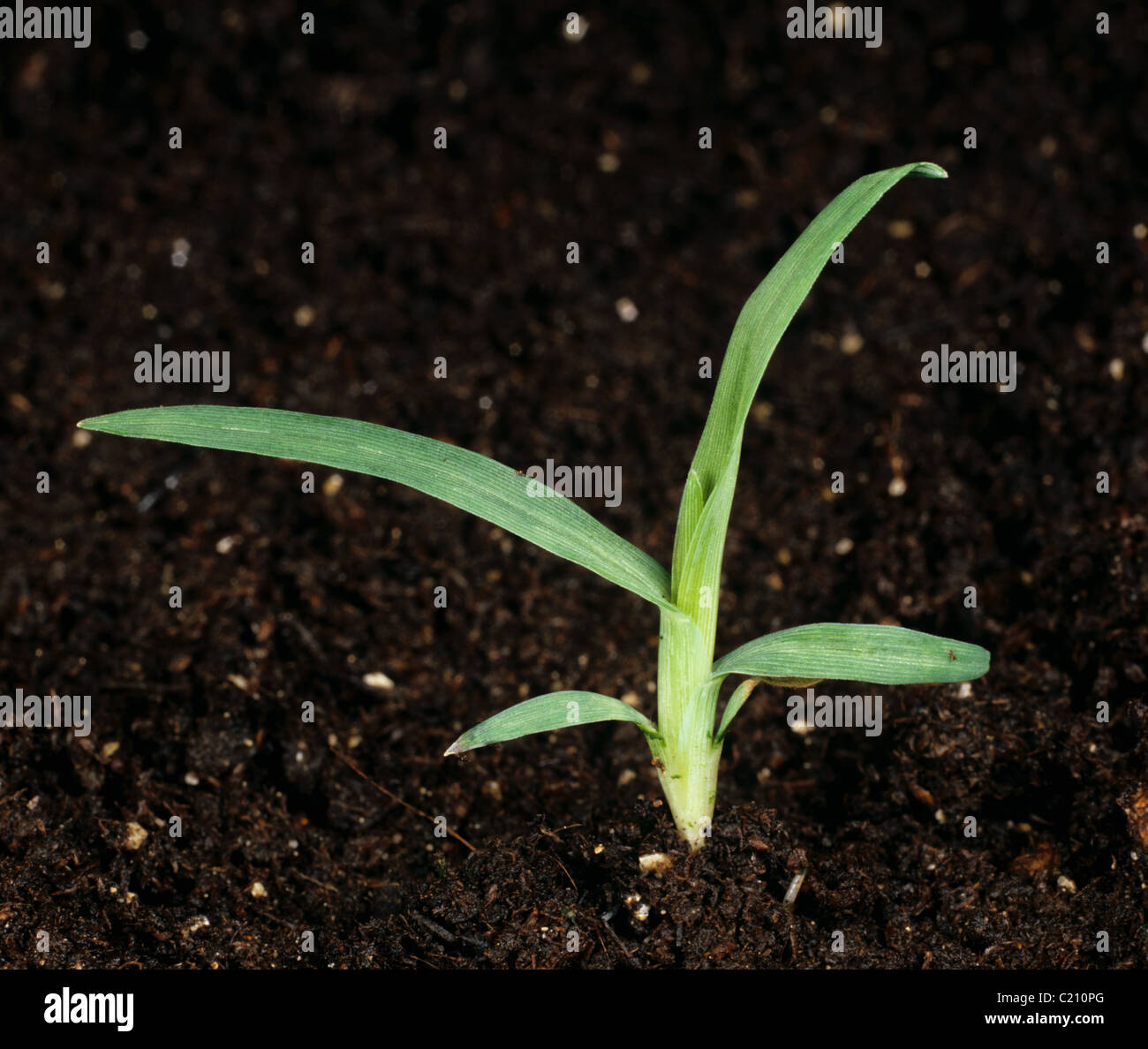 Erba poligonale a pipa Eleusine indica la piantina di erba infestante Foto Stock