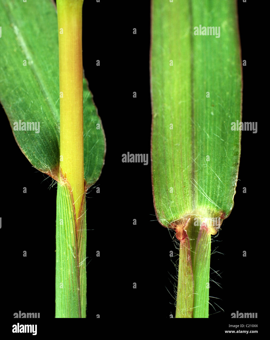 Grande o hairy crabgrass Digitaria sanguinalis ligules erba Foto Stock