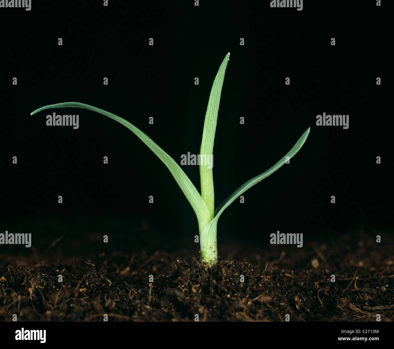 Erba poligonale a pipa (Eleusine indica) piantina di erba infestante Foto Stock