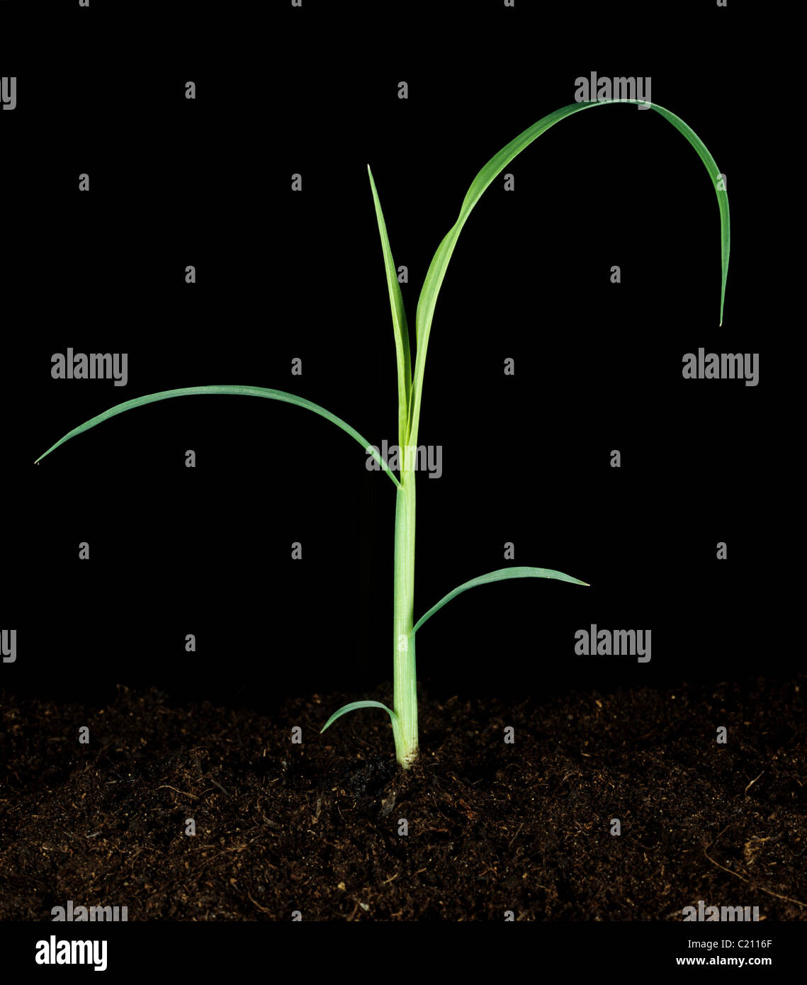 Awnless erba di aia di Echinochloa colonum impianto prima tillering Foto Stock