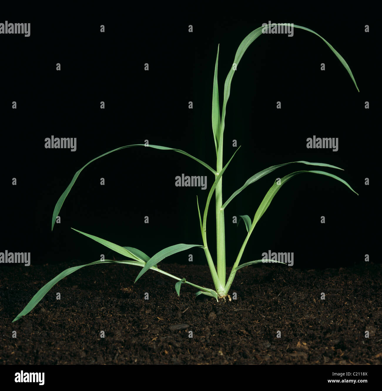 Grandi crabgrass Digitaria sanguinalis tillering impianto Foto Stock
