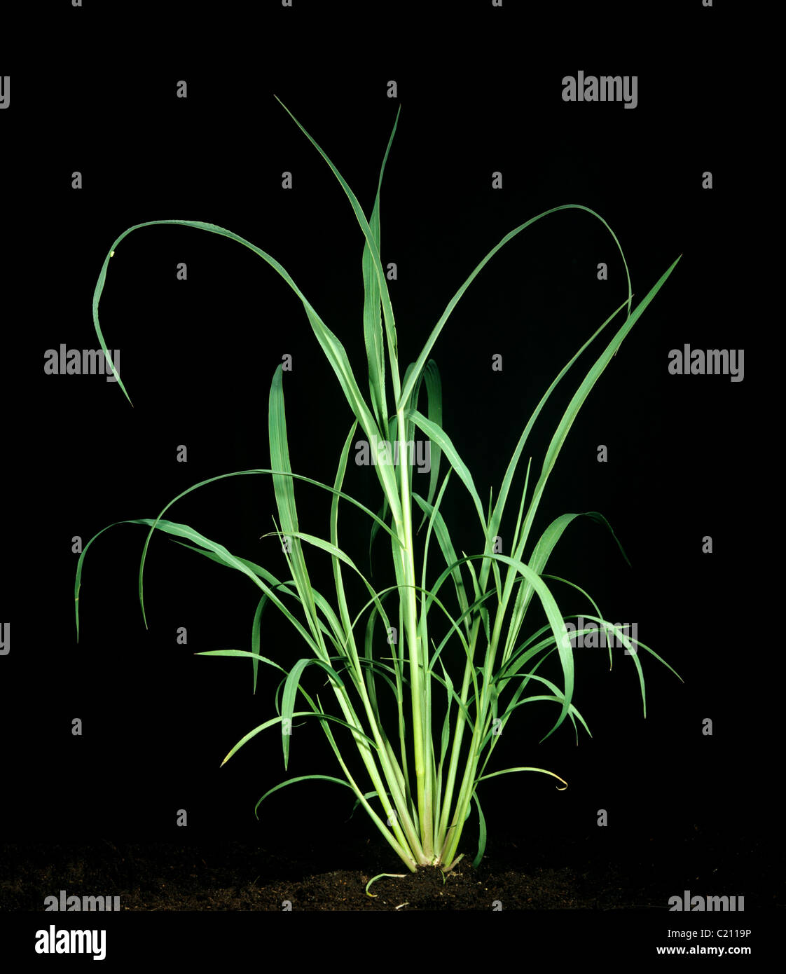 Awnless erba di aia di Echinochloa colonum bold tillering impianto Foto Stock