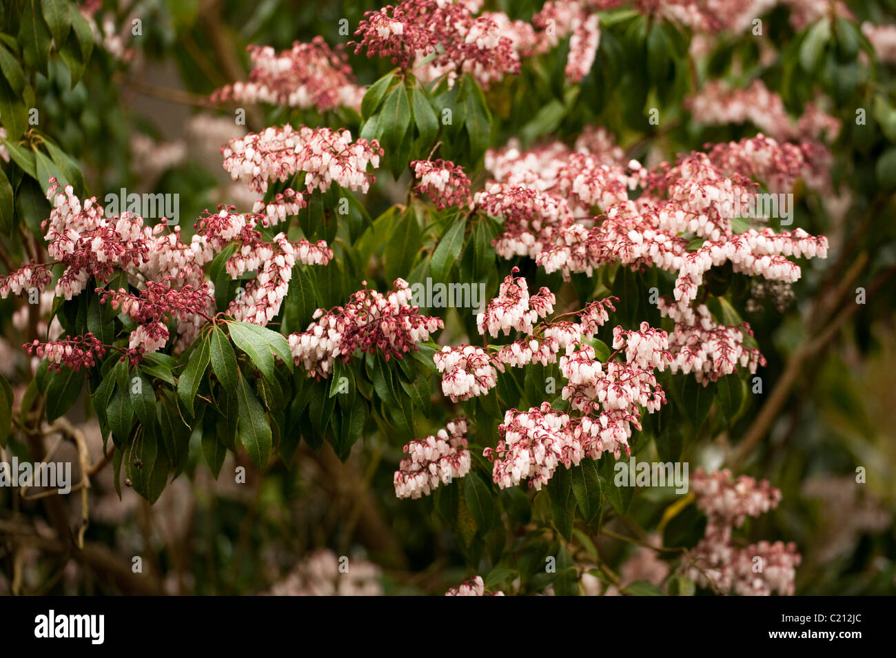 Sarcococca japonica 'Dorothy Wyckoff', Giapponese Sarcococca, in fiore nel Marzo Foto Stock