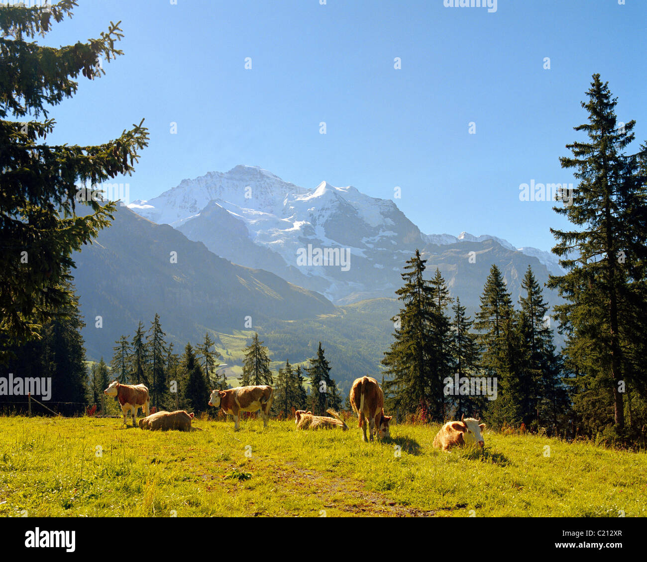 Allevamento di malga il pascolo di bestiame nell Oberland Bernese svizzera Foto Stock