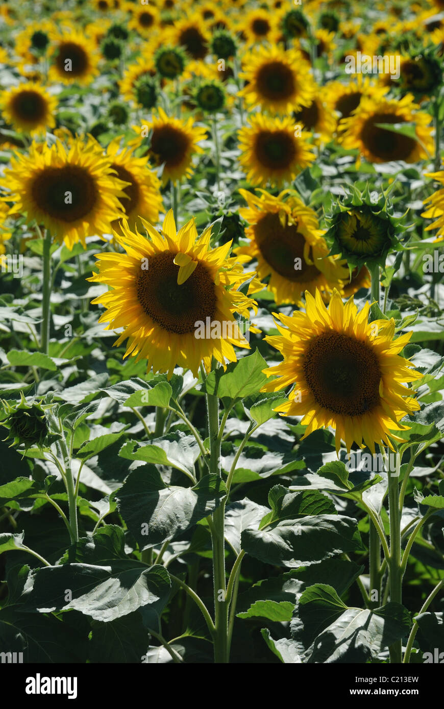Sun di campo dei fiori Foto Stock