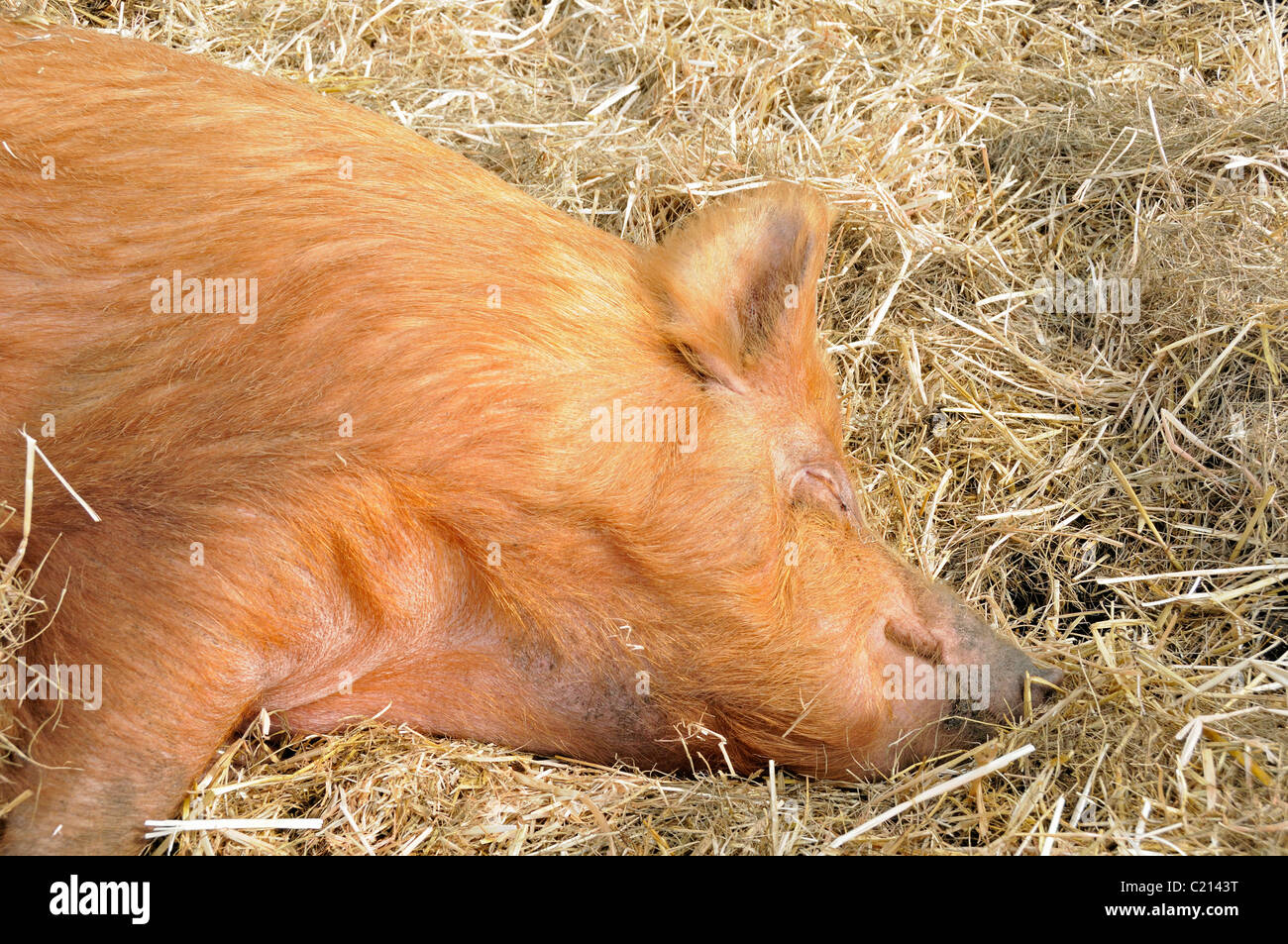 Maiale ,Tamworth seminare, dormire sulla paglia Hackney City Farm Londra Inghilterra REGNO UNITO Foto Stock