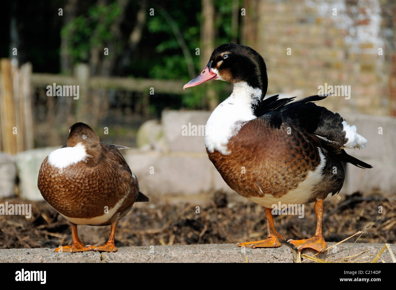 Le anatre domestiche Hackney City Farm Londra Inghilterra REGNO UNITO Foto Stock