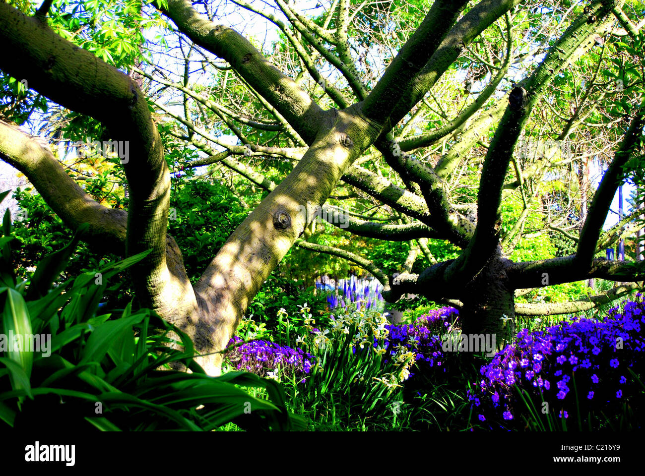 Alberi verdi circondati da fiori viola Foto Stock