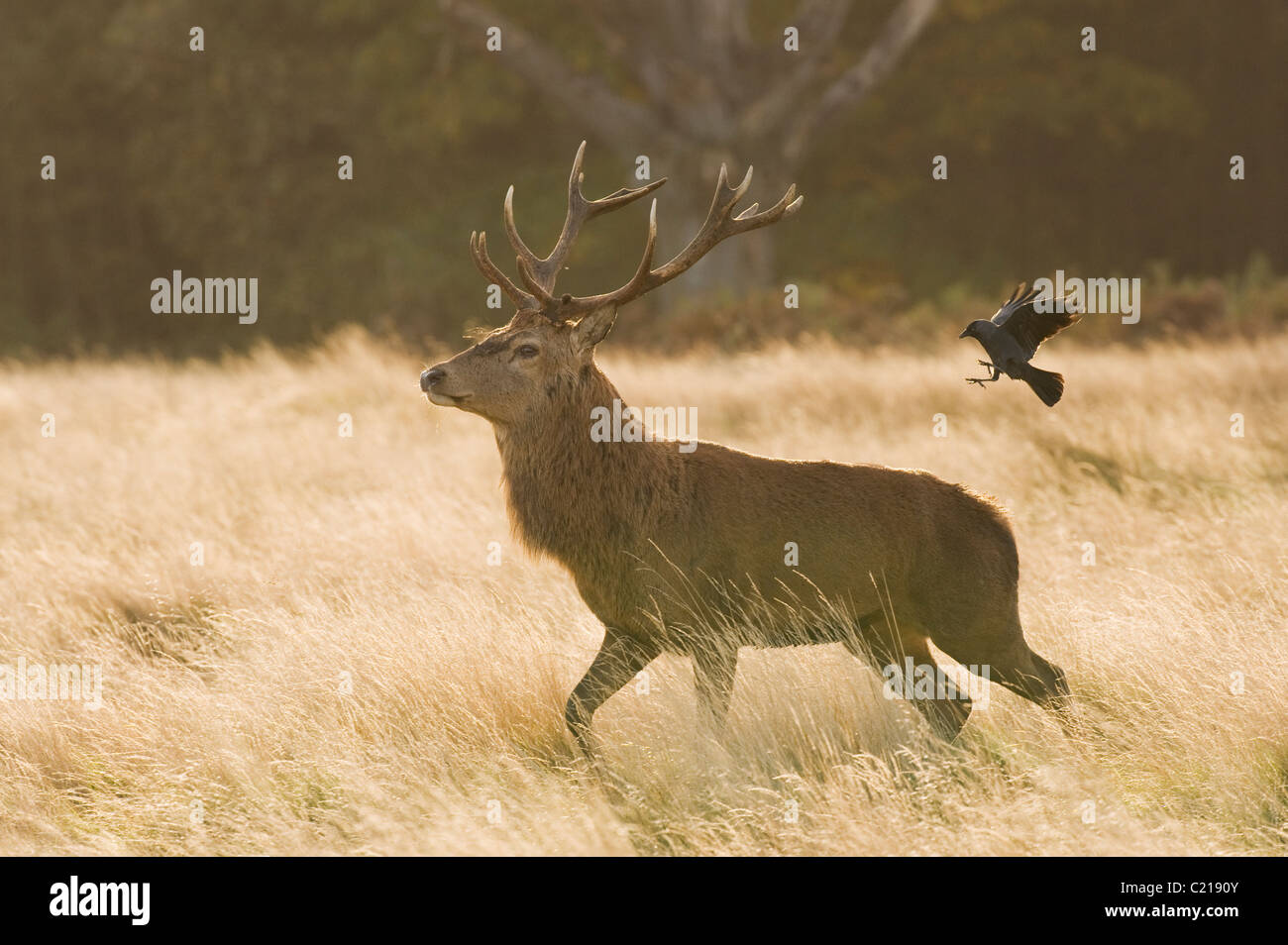 Il cervo (Cervus elephus) stag ruggito nel bosco, Richmond Park, London, Regno Unito Foto Stock