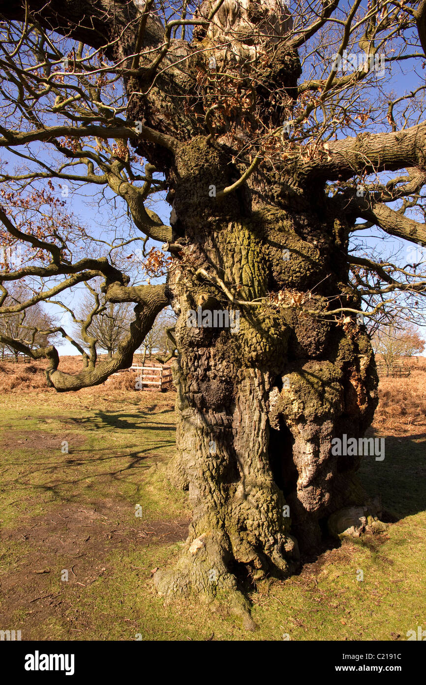 Antica quercia con nodose trunk in Glenfield Lodge Park, Cropston, Leicestershire, England, Regno Unito Foto Stock
