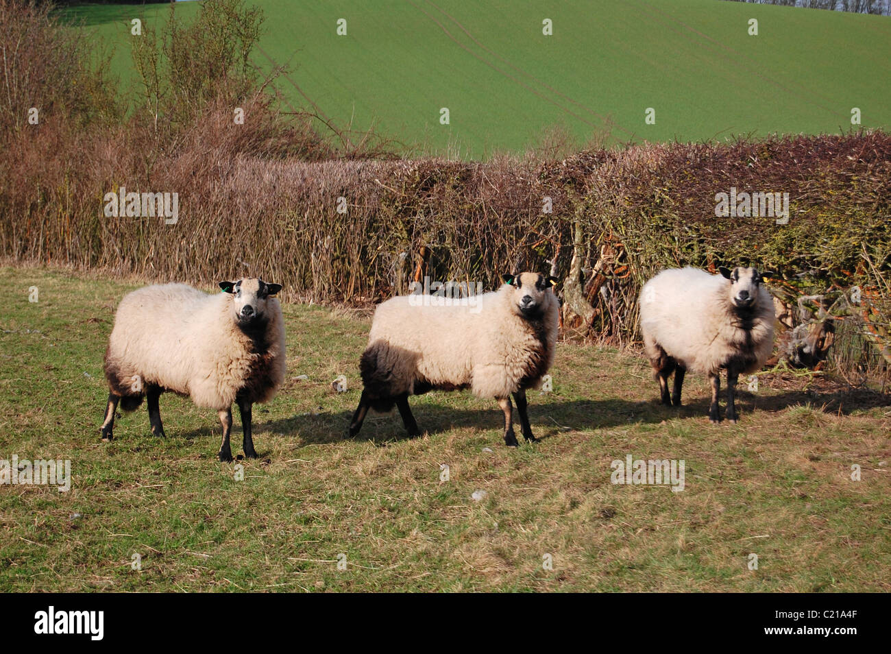 Tre pecore in piedi in campo Foto Stock