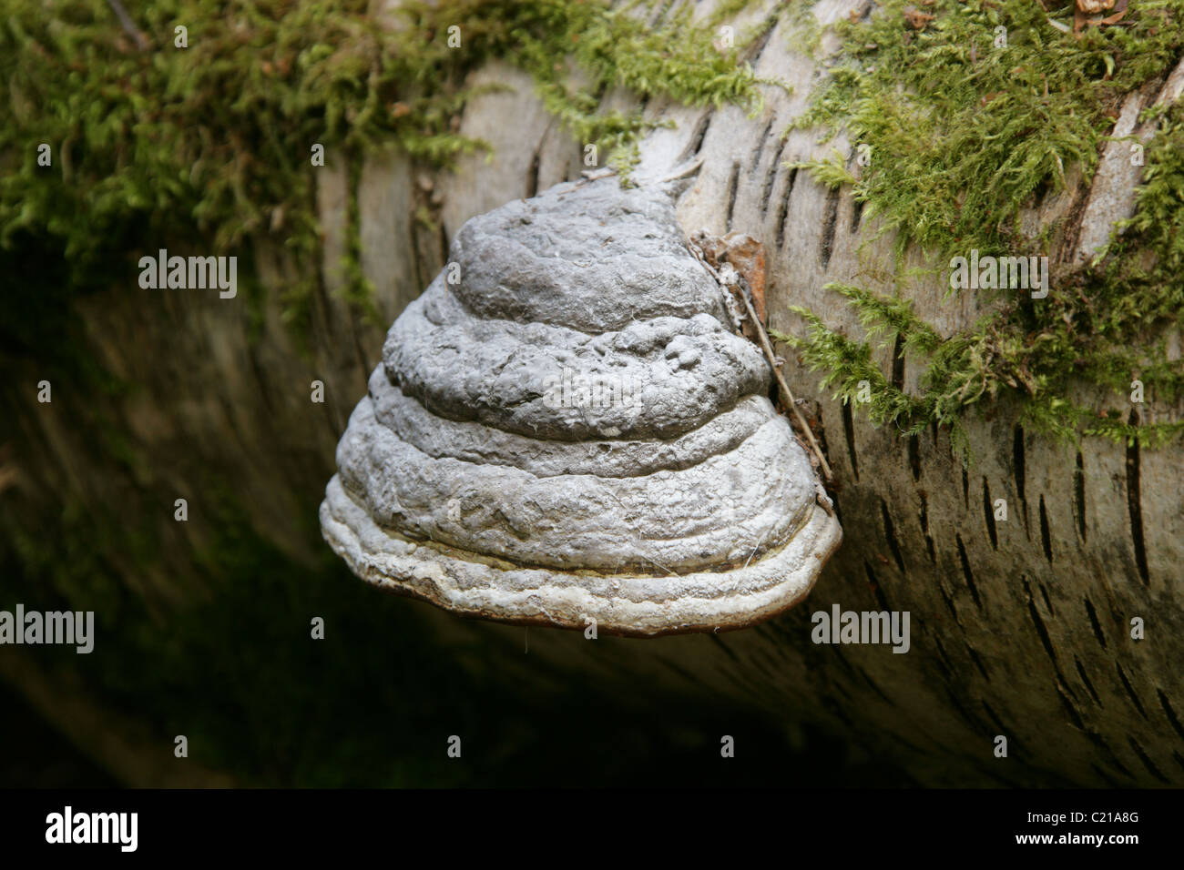 Tinder fungo, zoccolo di cavallo fungo, Tinder Polypore o uomo di ghiaccio fungo, Fomes fomentarius, Polyporaceae. Foto Stock