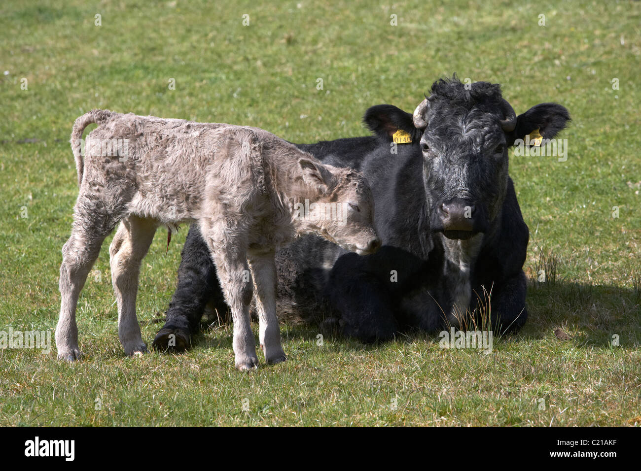 Vacca e vitello neonato in un campo in Irlanda Foto Stock