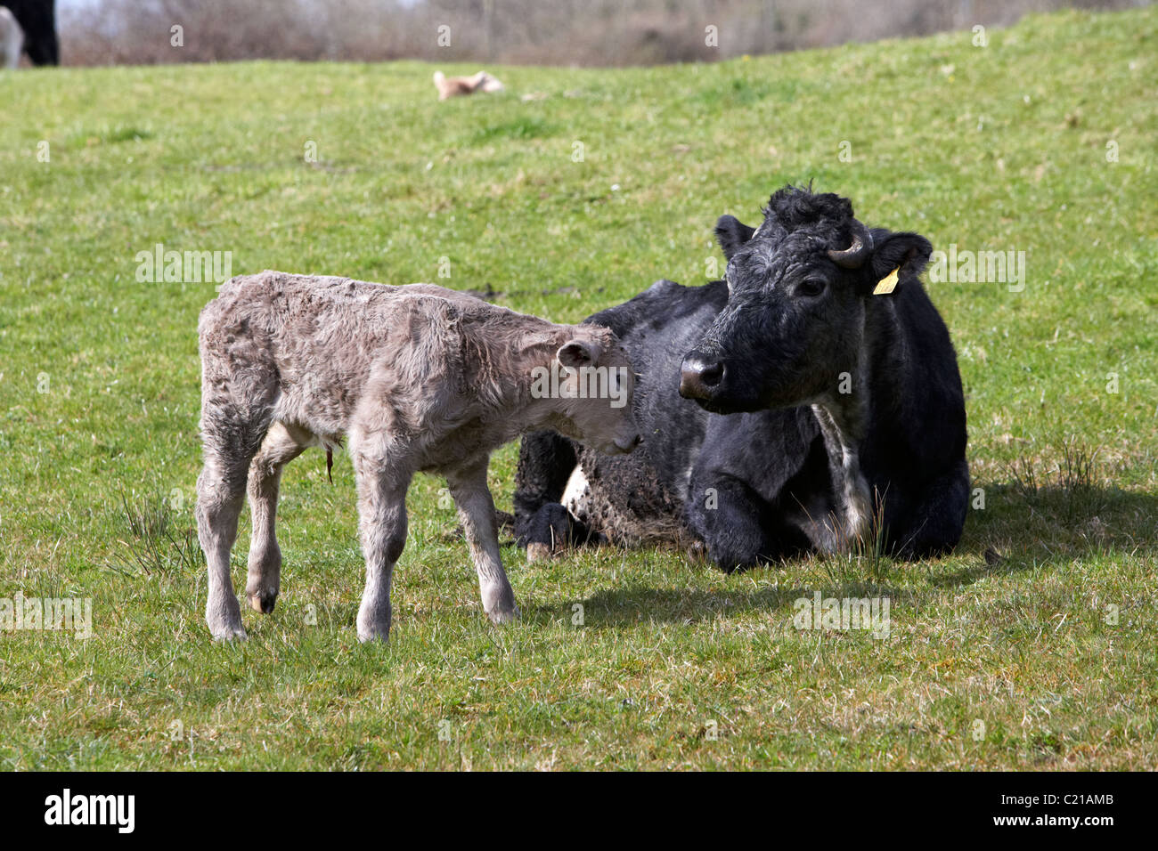 Vacca e vitello neonato in un campo in Irlanda Foto Stock