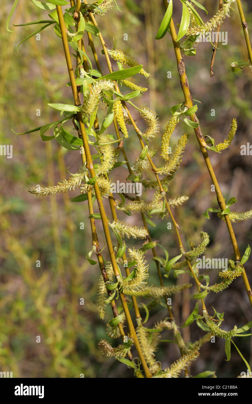 Salice piangente amenti, Salix babylonica, Salicaceae. Foto Stock