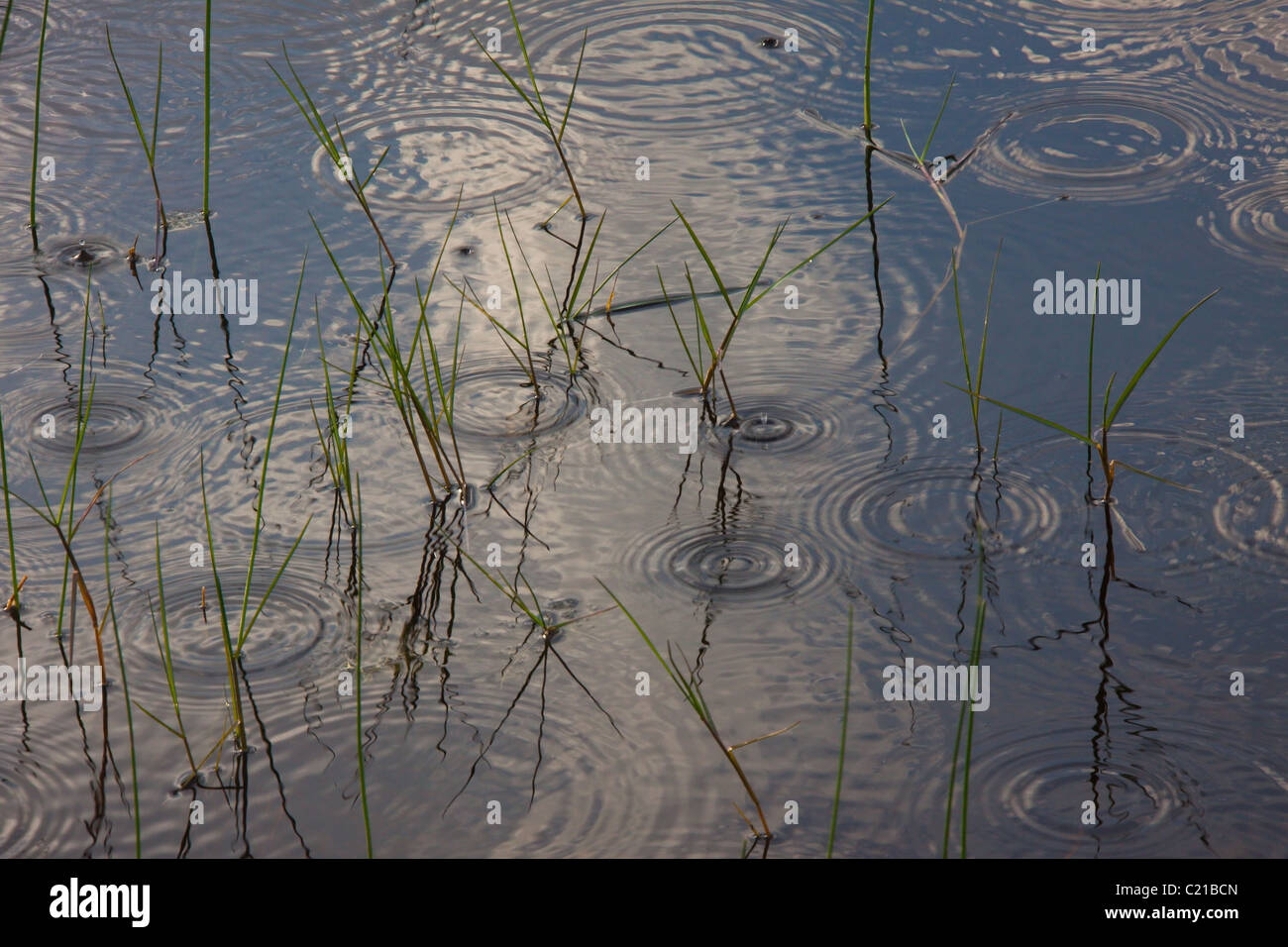 Le gocce di pioggia tra erbe palustri, a St Marks National Wildlife Refuge, Florida, Stati Uniti d'America Foto Stock