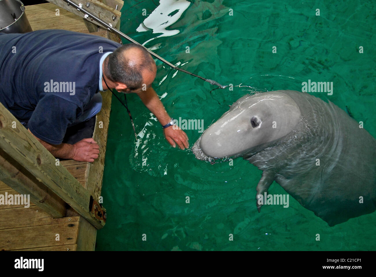 Il Beluga in acquario oceanografico. Valencia. Spagna. L'Europa Foto stock  - Alamy