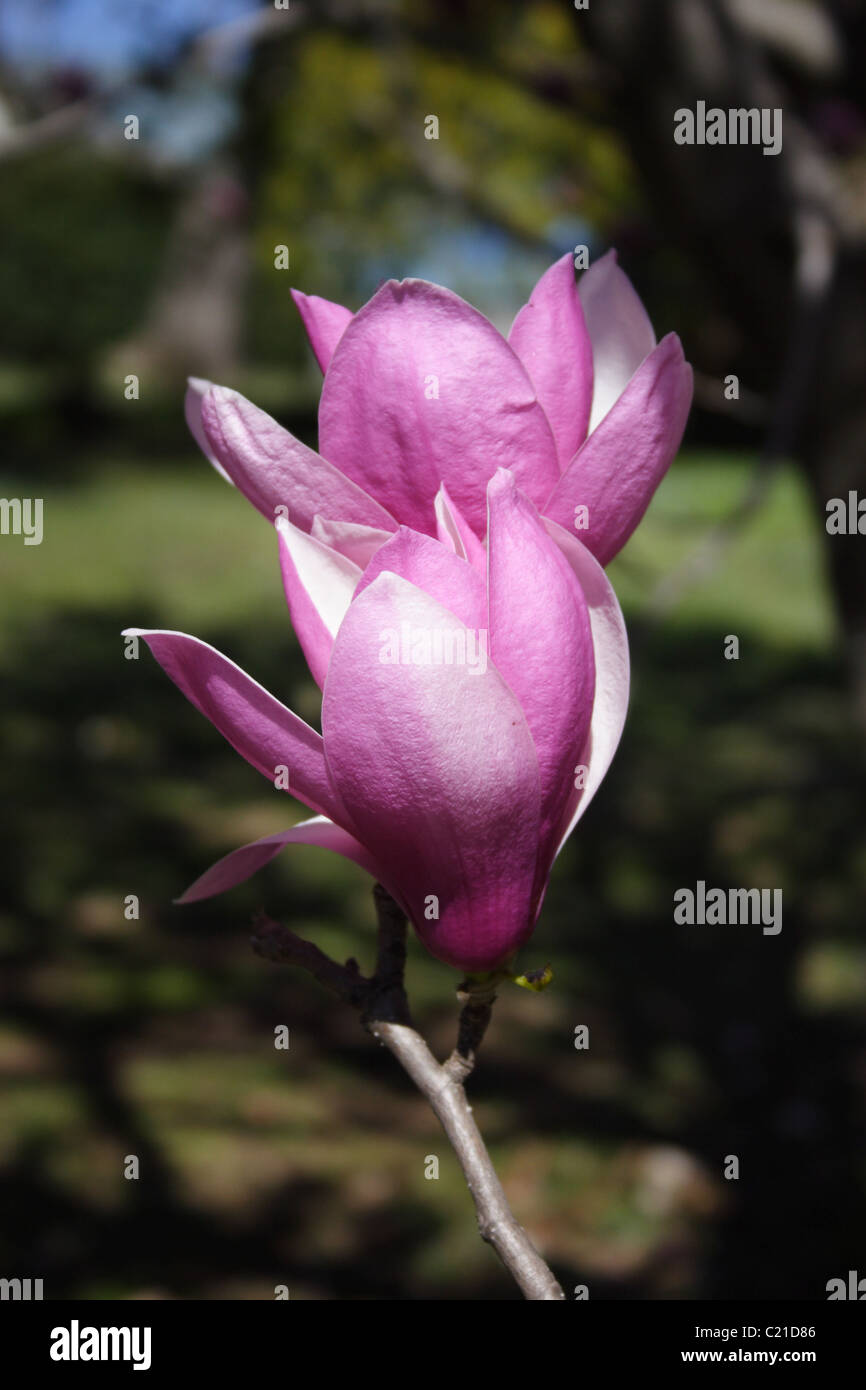 Liriodendron Tulipifera (Tulip tree fiore), Virginia, Stati Uniti d'America Foto Stock