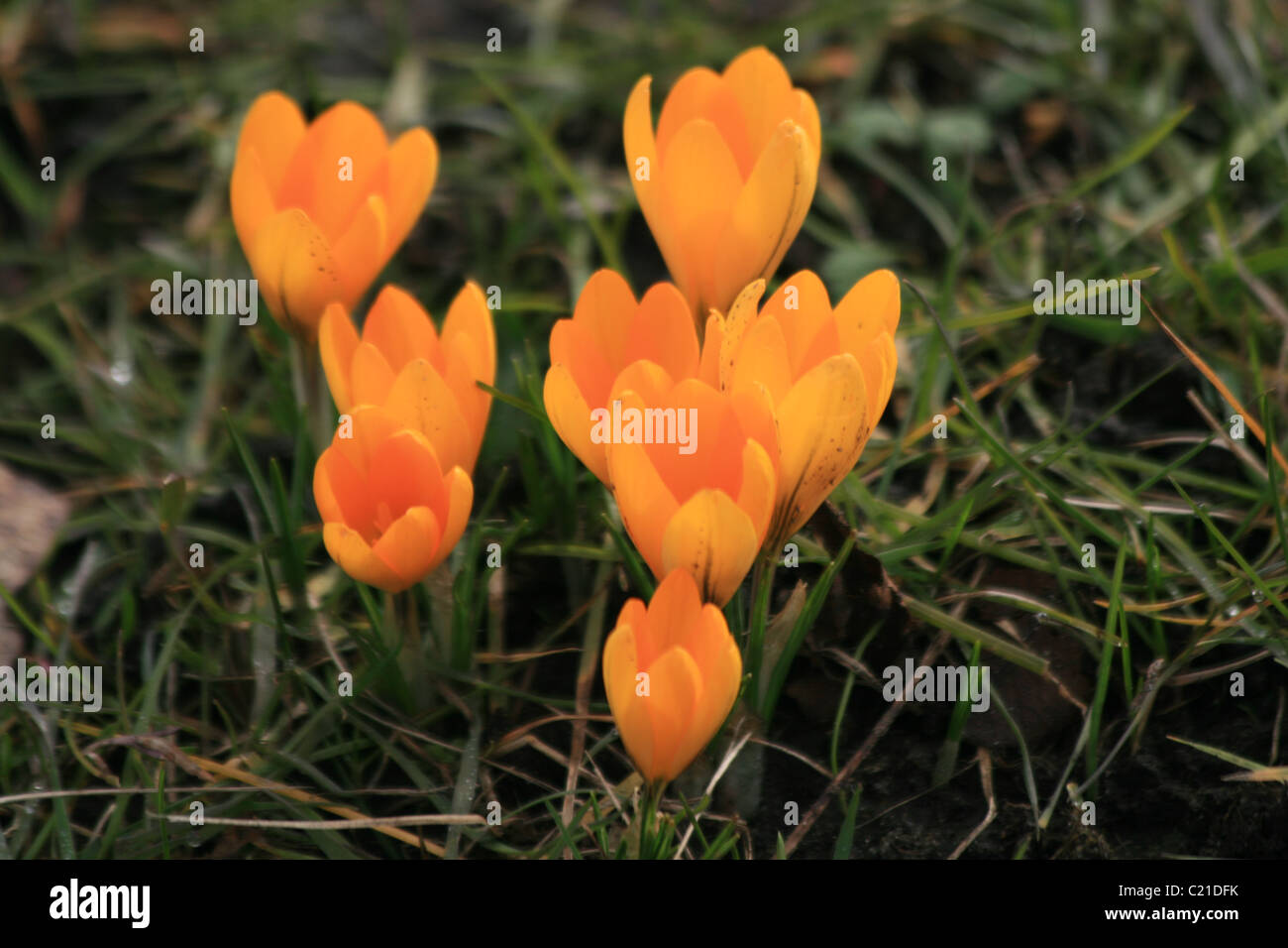 Incredibile giallo primavera precoce di crochi Foto Stock