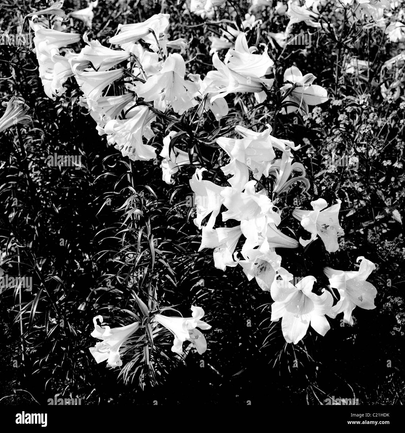 Degli anni Cinquanta, fiore. Il daffodils. Foto Stock